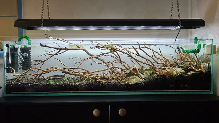 Minimalist aquarium design featuring driftwood and plants, shared by hobbyists, showcasing stunning ideas.