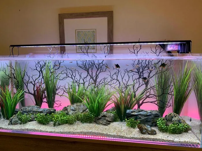 Aquarium with plants and rocks, showcasing stunning design ideas shared online.