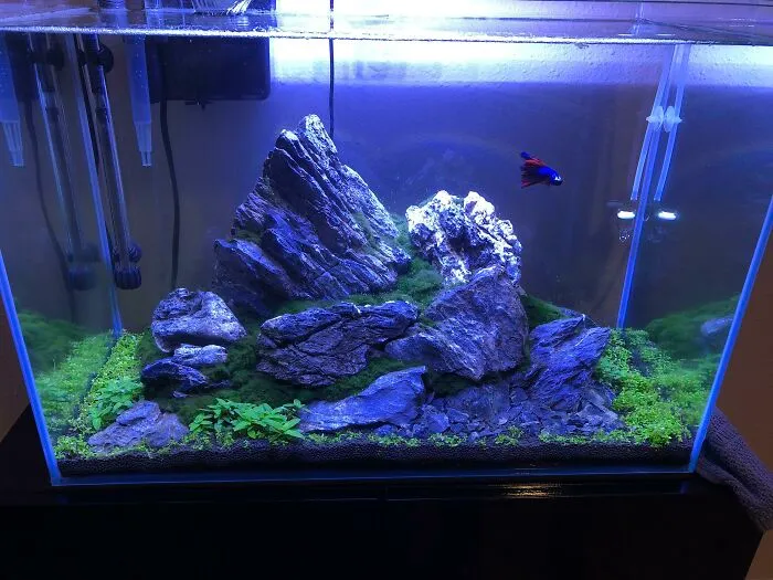 Aquarium with rocks and plants, featuring a small, vibrant fish swimming under soft lighting.