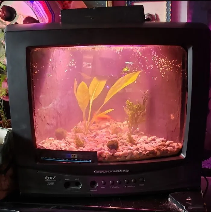 Aquarium inside an old TV with plants and fish, illuminated by pink light, showcasing creative aquarium ideas.