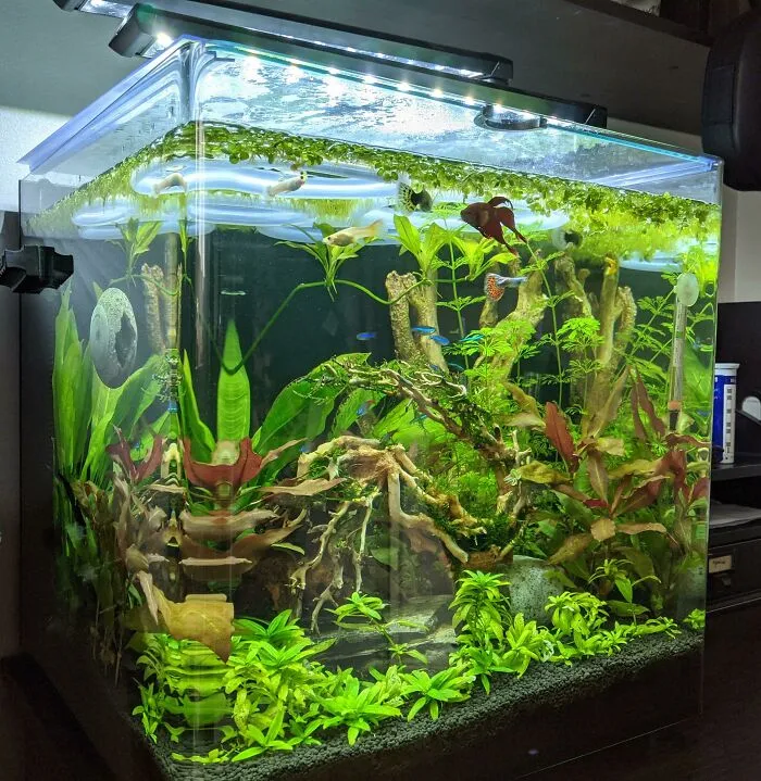 Stunning aquarium with vibrant plants and colorful fish, showcasing creative aquatic decoration ideas.
