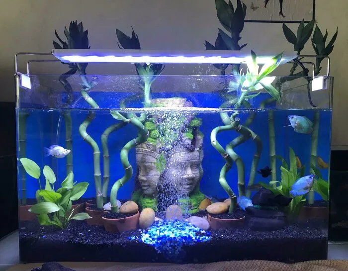 Stunning aquarium with plants, fish, and a Buddha head sculpture creating a serene underwater scene.