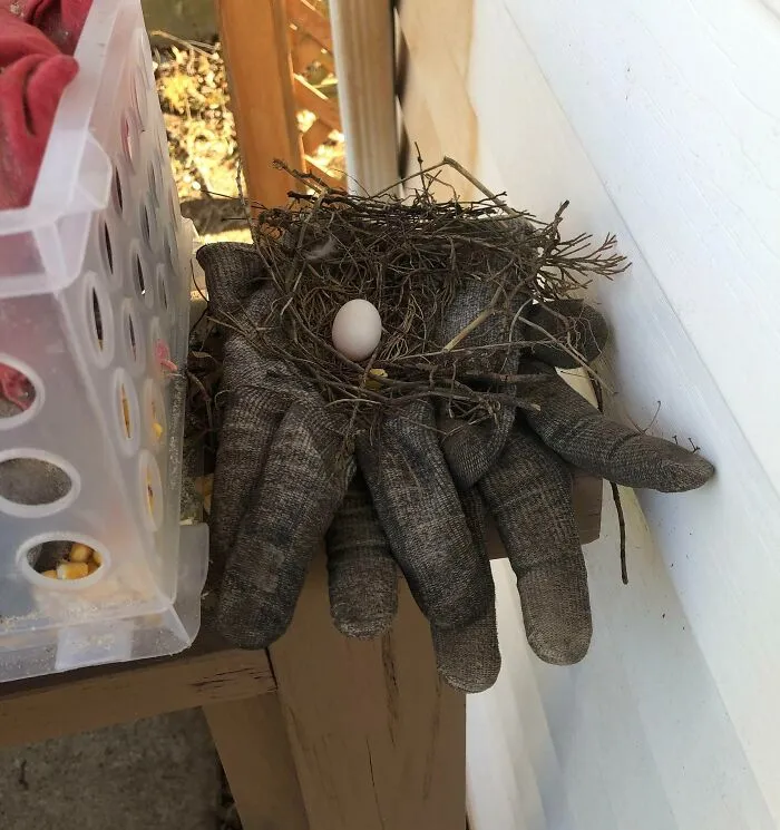 Dejé mis guantes de trabajo fuera durante un par de días. Fui a buscarlos y me encontré con esto