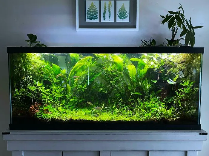 Stunning aquarium with lush greenery, framed by houseplants on a white cabinet.
