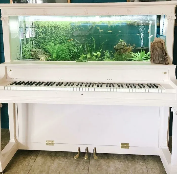 Unique aquarium design inside a white piano with plants and fish.