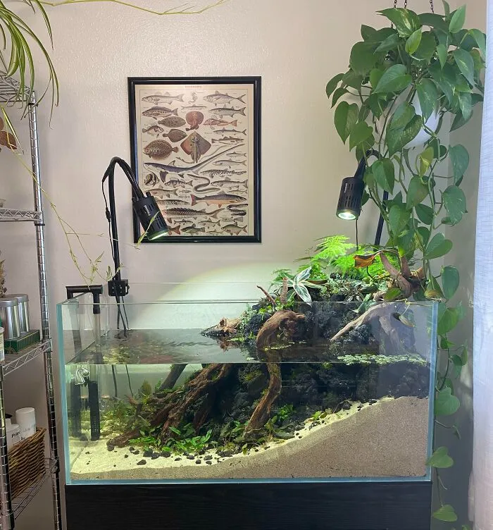 Aquarium with lush plants and driftwood, illuminated by lamps, with a fish poster on the wall in the background.