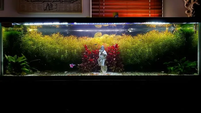 Stunning aquarium with lush plants and a statue centerpiece, showcasing beautiful design ideas.
