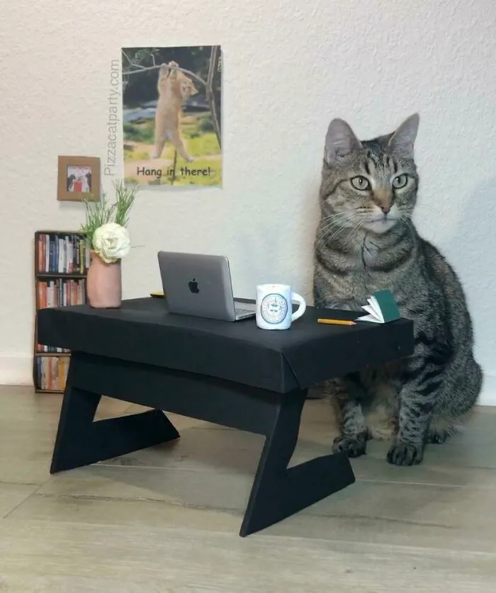 Le hice a mi gato una oficina en casa