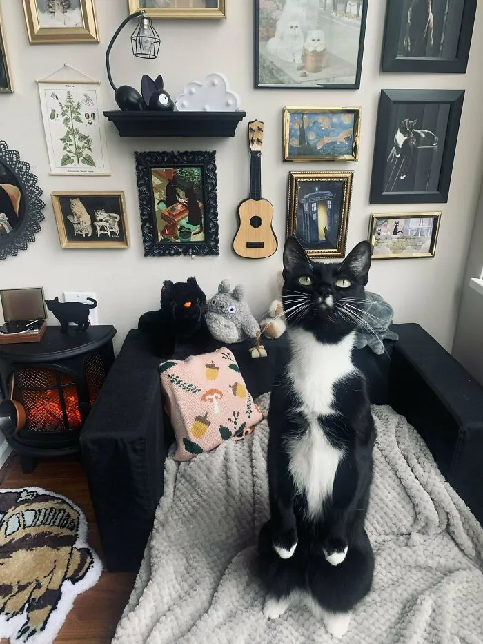 El salón de mi gato es más bonito que el mío