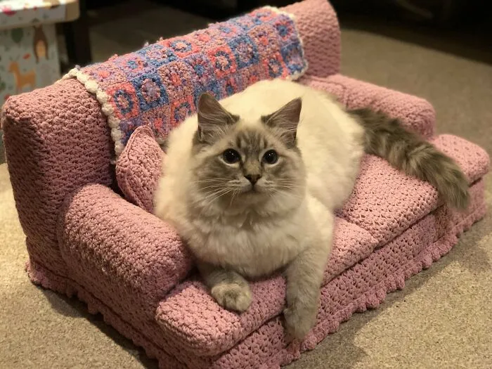 Floofy (y su chica, Swipe) en su nuevo sofá