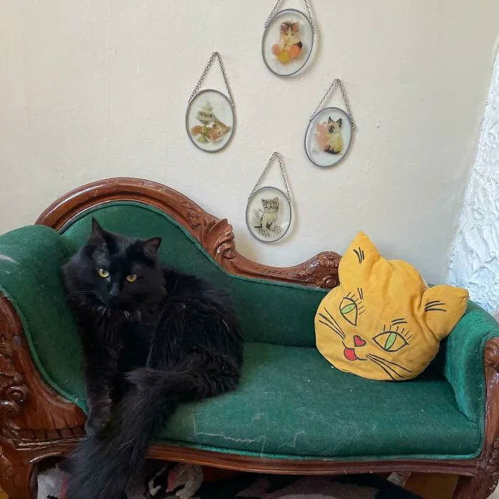 Hola soy Beanie, este es mi rincón de gato. Todos los artículos encontrados en mercadillos
