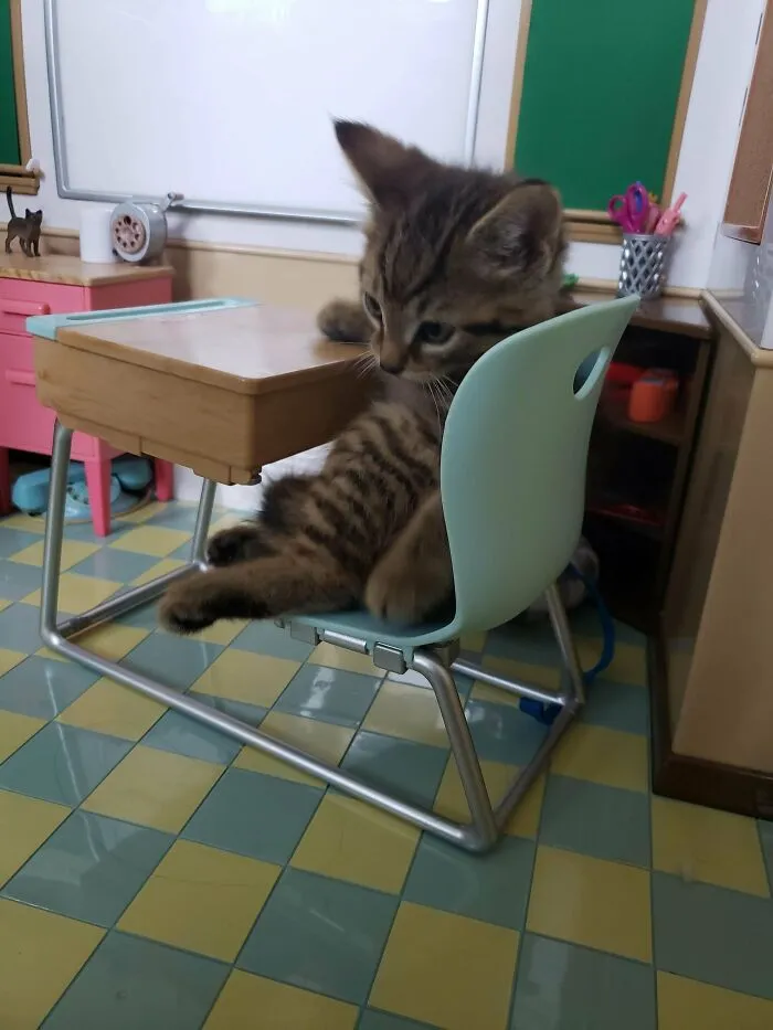 Me dijeron que mi amiguito pertenece a este lugar