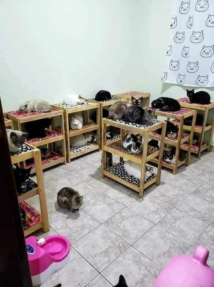 ¡Lo último en literas para gatitos militares turcos!