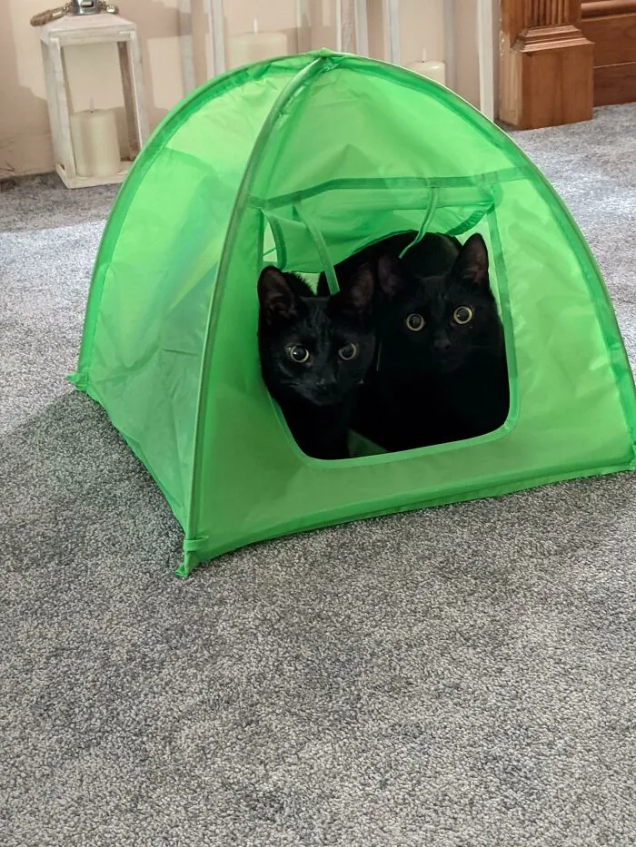 Compré una tienda para los gatos. Probablemente lo mejor de 2020