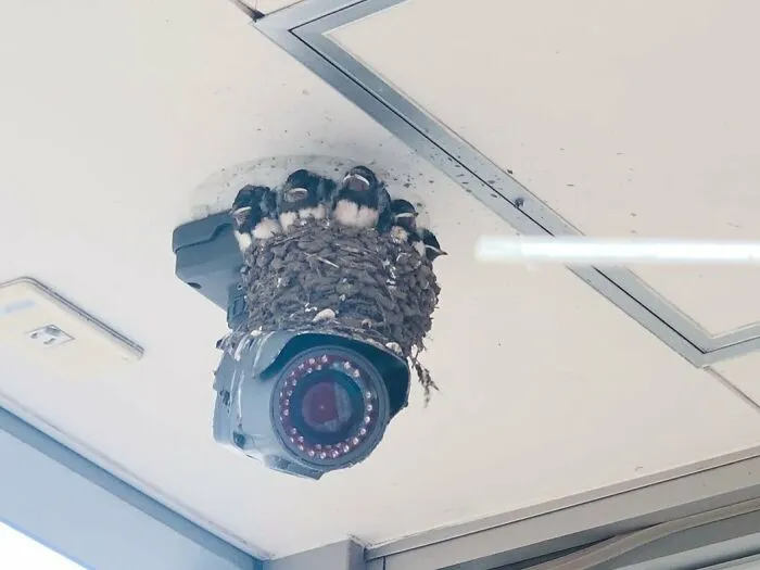 People Kept Pointing Their Phones At The CCTV Camera