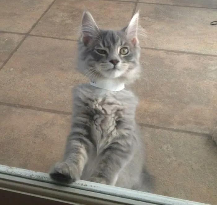 Skeptical Kitten