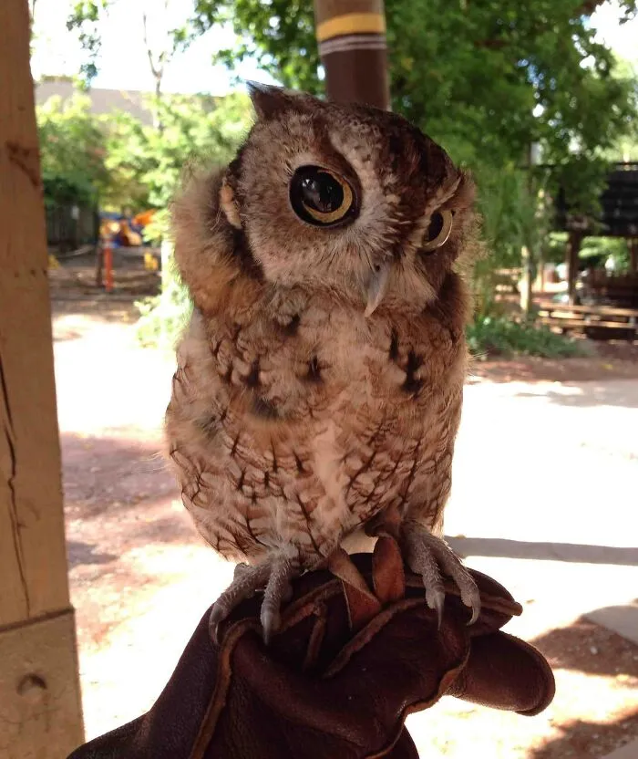 Skeptical Little Owl - Cincinnati Zoo