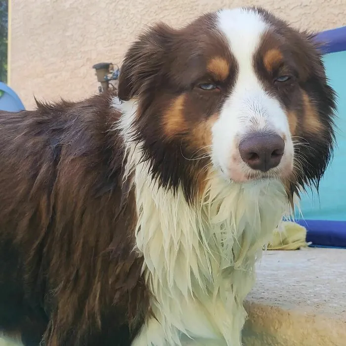 I Love This Picture Of Skeptical Soaked From Swimming