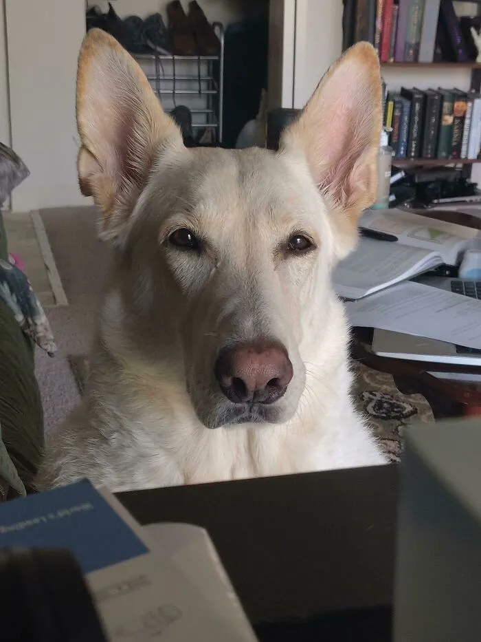 My Dog Ghost Is Veryyyy Suspicious Why I’m Home On A Work Day