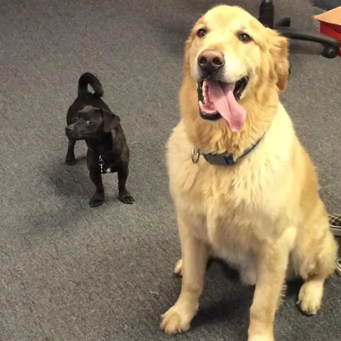 Our Office Dogs, Side Eye And Derp
