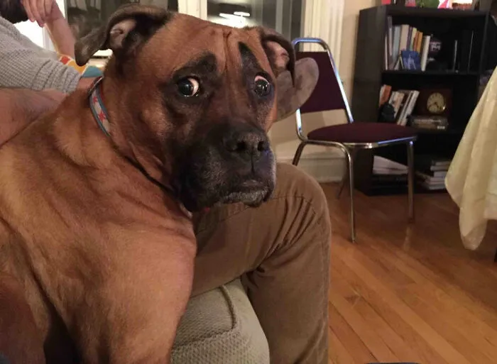 My Friend’s Dog Is Always Concerned About Everything