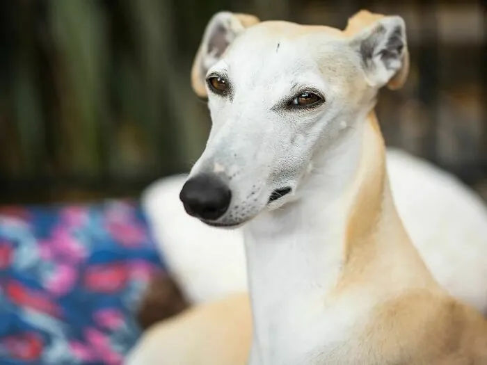 Ffion’s Face When You Break A Treat In Half And Tell Her It’s Two Treats