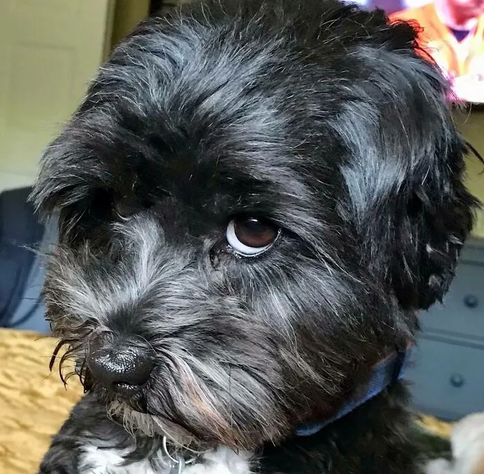 Someone Was Not Happy About Being Left Behind While Go On Vacation