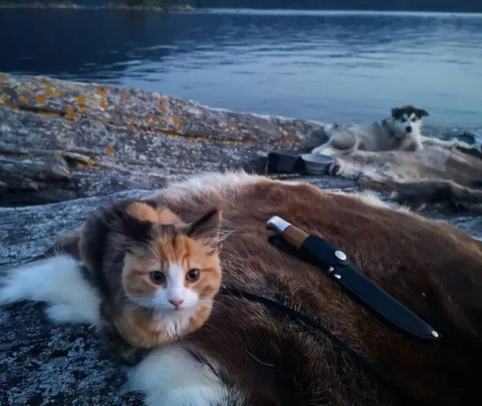 Nala And My Friends' Puppy Amaroq On One Of Many Trips Where We Sleep In Hammock Or Tent