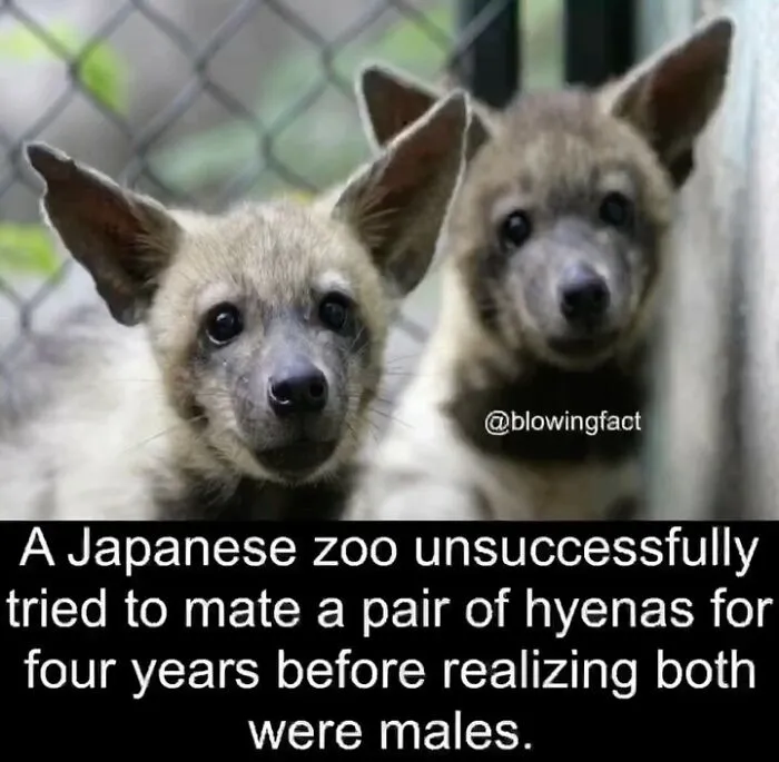 This Instagram Account Shares Fascinating Fun Facts You Probably Didn’t Learn In School, Here Are 50 Of Their Best Posts