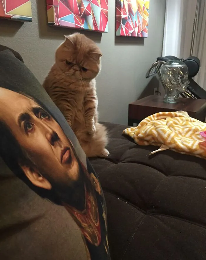 George Is Skeptical Of This Pillow