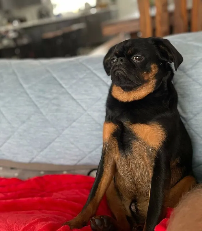 Is He Skeptical, Unimpressed Or Both? Who Knows What Goes Through His Little Brain But He’s Full Of Funny Faces And Poses