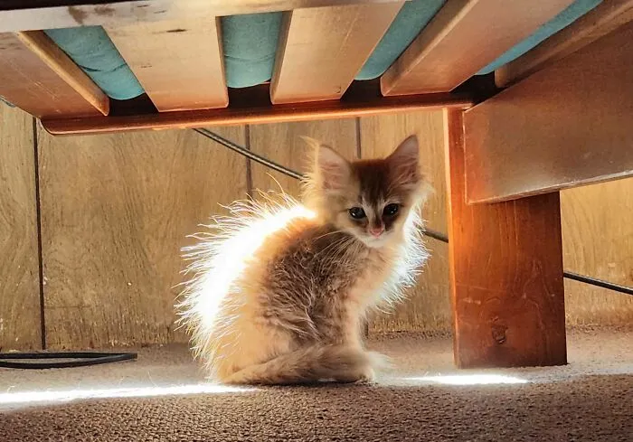 Acabamos de adoptar a este bebé hace una hora. Planeamos llamarlo Icarus