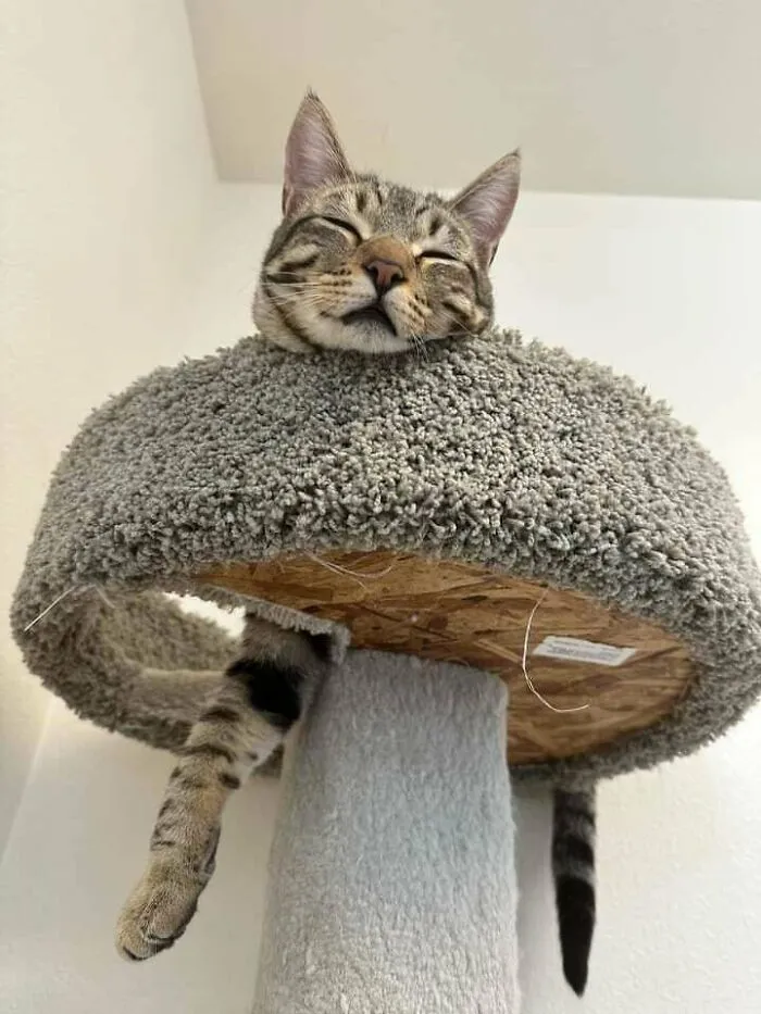A punto de adoptar a este pequeño (gran) chico del refugio en el que trabajo. Pasó un año sin solicitudes, y ahora, ¡por fin estoy preparada económicamente para un gato!