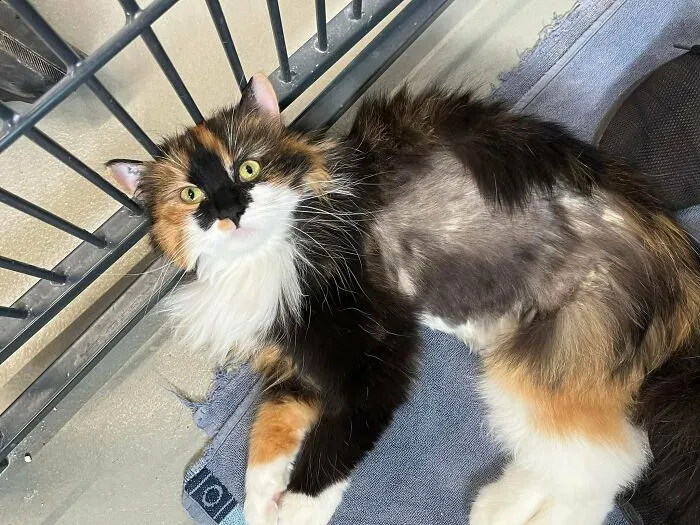 De gato de refugio a patata de sofá. Os presento a Kirsten, que me ha convertido en una persona de gatos