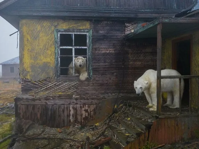 Polar Bears Moving Into An Arctic Weather Station