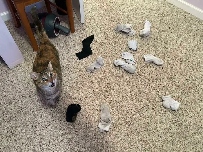 This Is My Boyfriend's Office, He Works From Home. Here Are All Of The Socks She Brought Up From The Basement To The Third Floor For Him Today