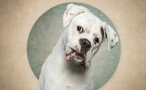 My 20 Humorous Photos Of Dogs And A Guilty-Looking Cat That Might Make You Chuckle