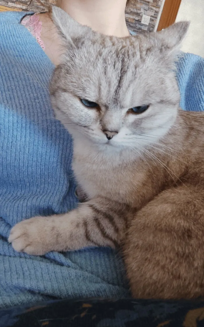 a grey cat sitting on the hands