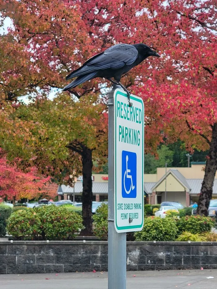 Crow standing on parking sign