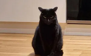 40 Times People Just Had To Snap A Pic Of Their Angry, But Cute Cats