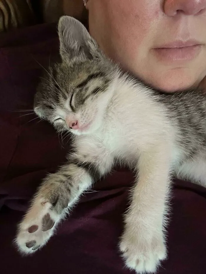 Adopté a esta gatita hace una semana. Puedo asegurar que Cleocatra parece estar muy bien conmigo