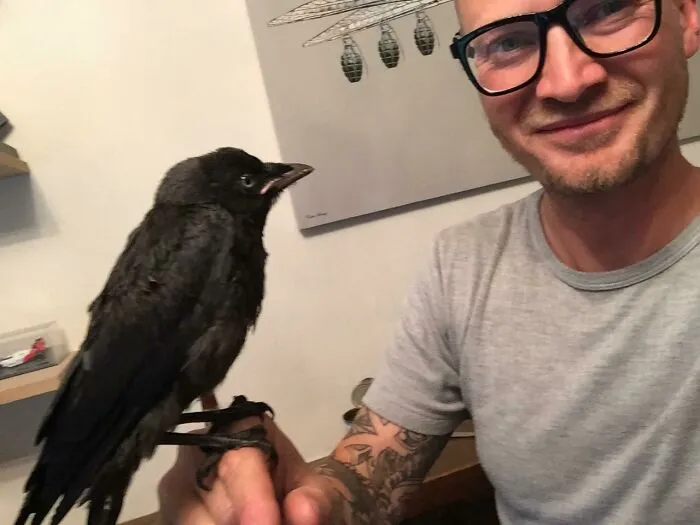 A Baby Crow Fell Down My Chimney And For The Moment We’re Best Friends