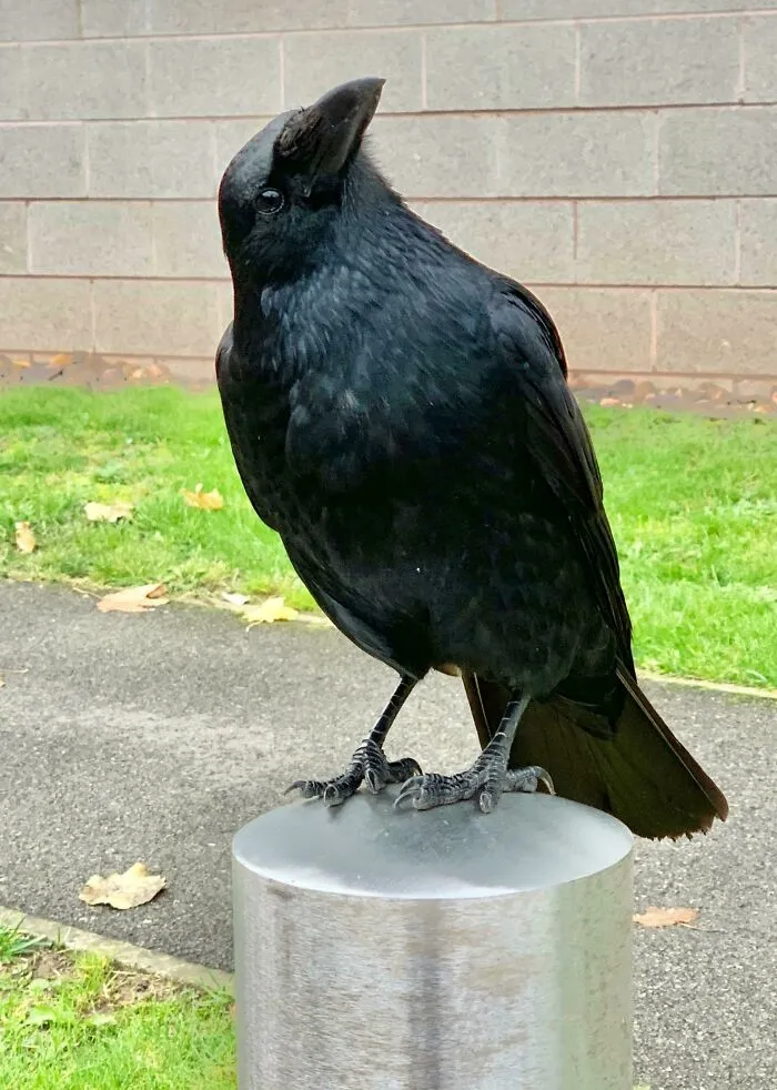 I Managed To Befriend A Wild Crow, Here's Maddie!