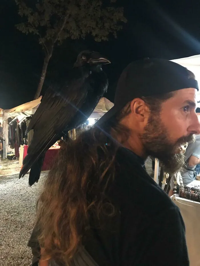 Found This Guy At A Celtic Festival, The Crow Is 3 Months Old!