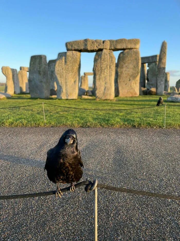 Crow posing