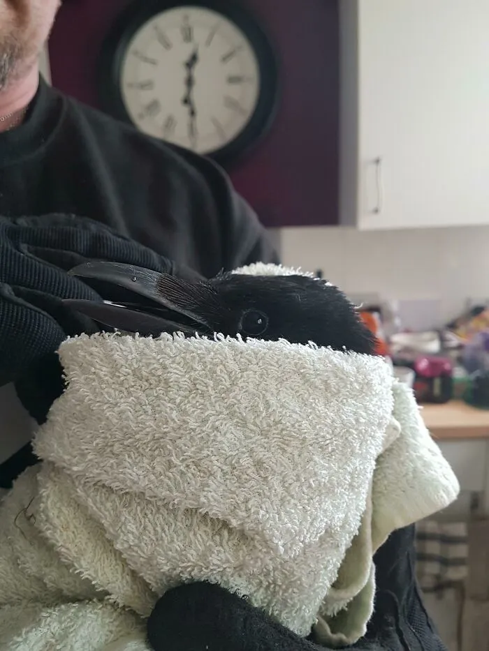 Person holding and helping crow