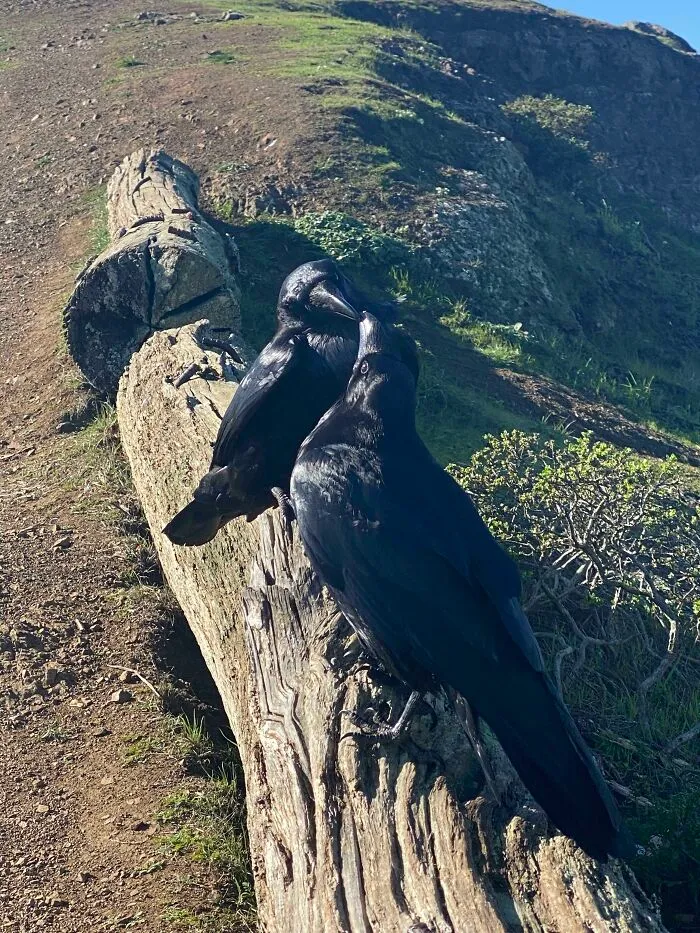 Crows kissing