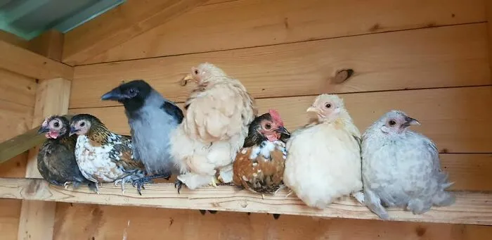 A Photo Of A Young Female Crow Next To Her Surrogate Family