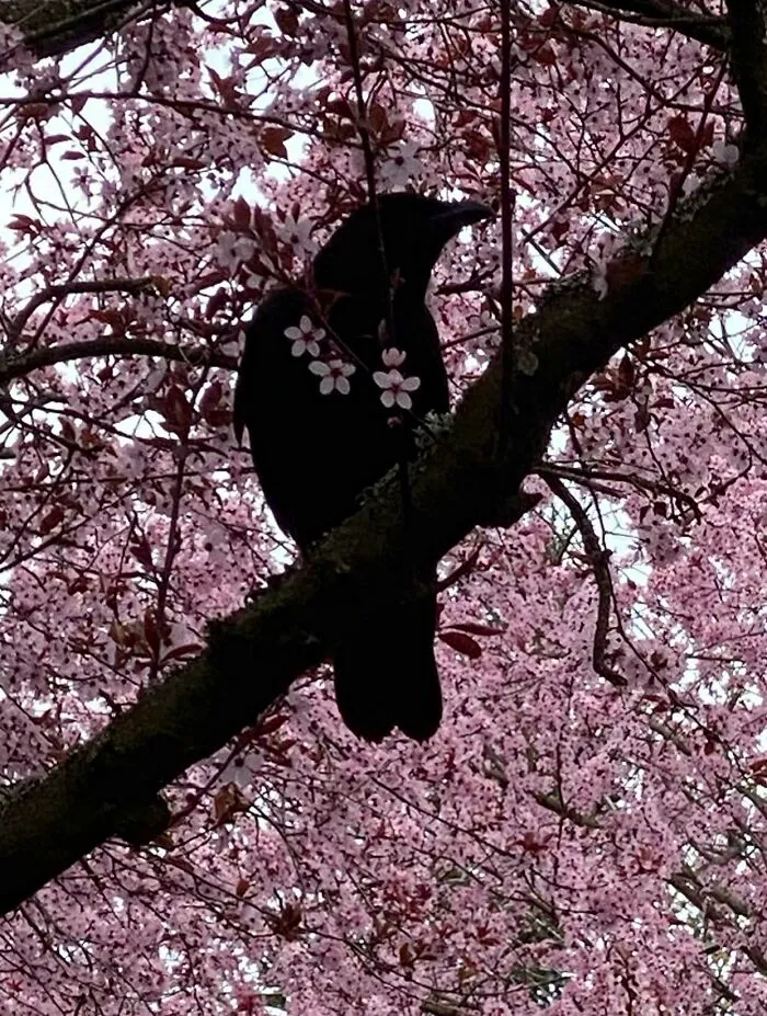 One Of My Favorite Crow Photos From Last Spring And The Best Model
