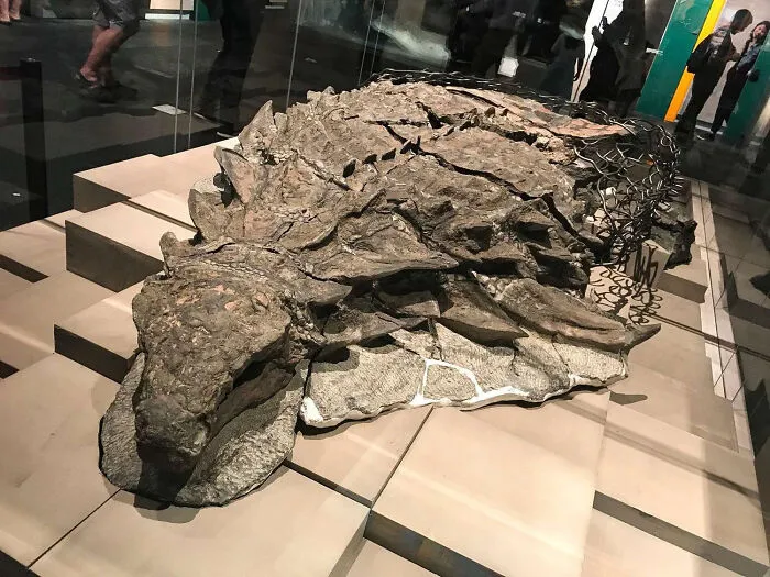 110-Million-Year-Old Dinosaur Very Well Preserved Discovered Accidentally By Miners In Canada